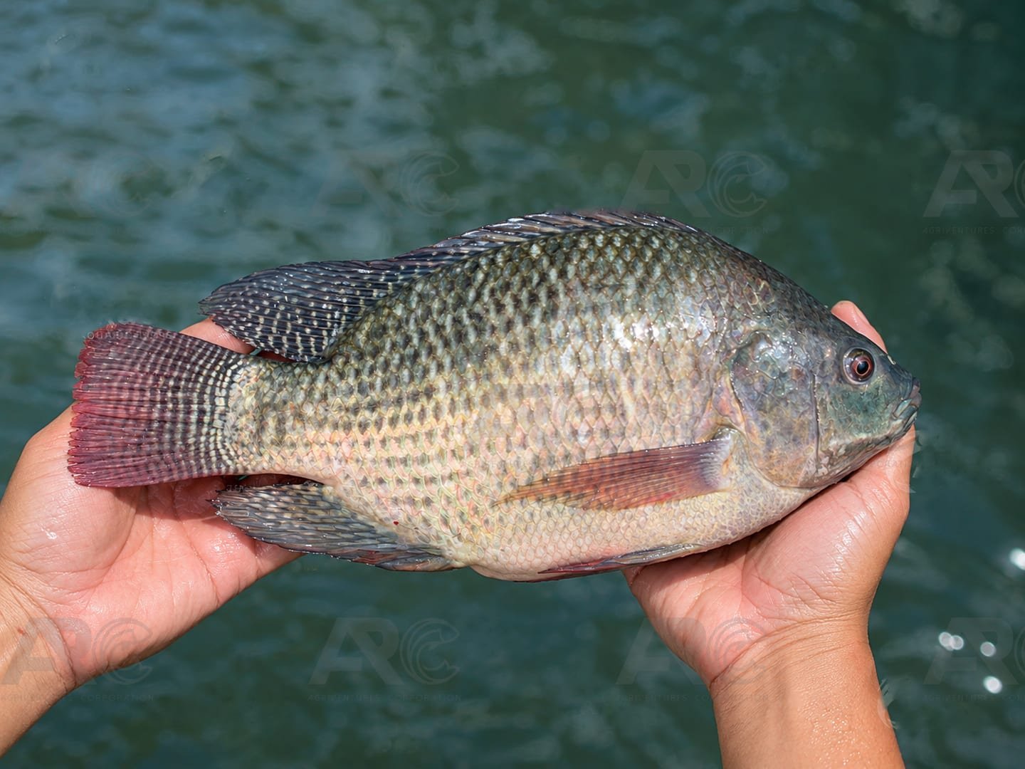 A grow-out AR&C-SH1 tilapia held in two hands above the pond