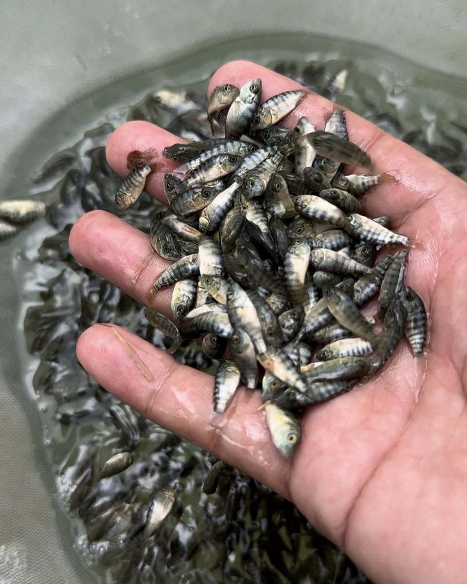 Sex-reversed tilapia fingerlings from AR&C Agriventures, Banga, South Cotabato