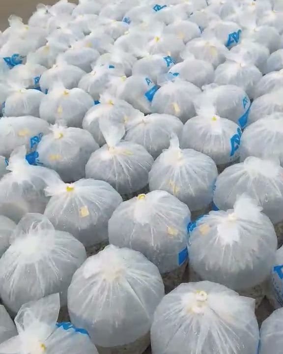 Bags of AR&C-SH1 tilapia fingerlings from AR&C Agriventures at the landing in Butuan City
