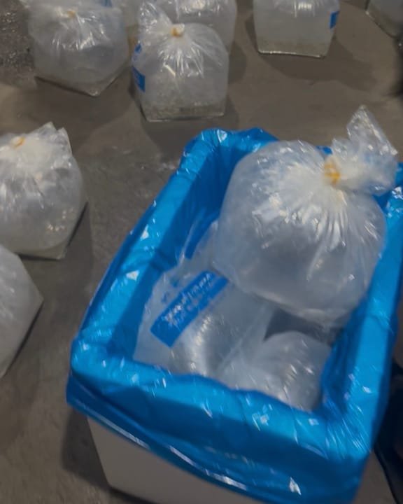 Bags of AR&C Agriventures tilapia fingerlings packed into boxes for the flight to Bacolod City