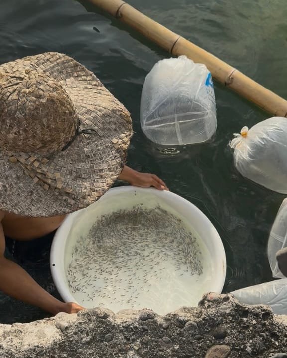 Tilapia fingerlings from AR&C Agriventures being released at a fish farm in Davao City