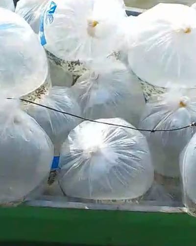 Bags of AR&C-SH1 tilapia fingerlings from AR&C Agriventures on their way to the ponds in Butuan City