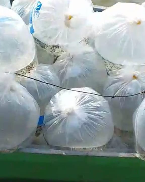 Bags of AR&C-SH1 tilapia fingerlings from AR&C Agriventures on their way to the ponds in Butuan City