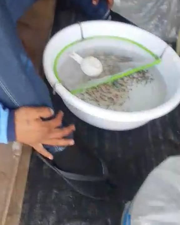 AR&C Agriventures tilapia fingerlings checked in a basin on arrival in Butuan City