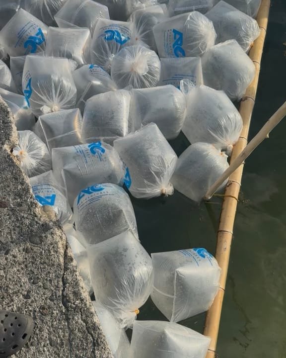 Bags of AR&C Agriventures tilapia fingerlings floating at a fish farm in Davao City